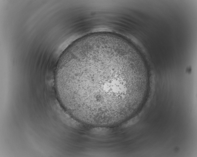 X0000110950929200907022153