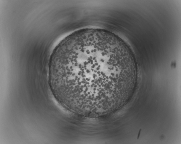 X0000110950935200907022153