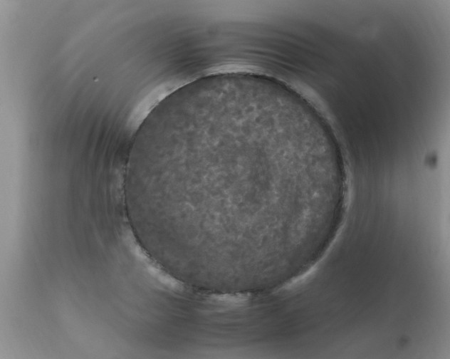 X0000110950937200907022153