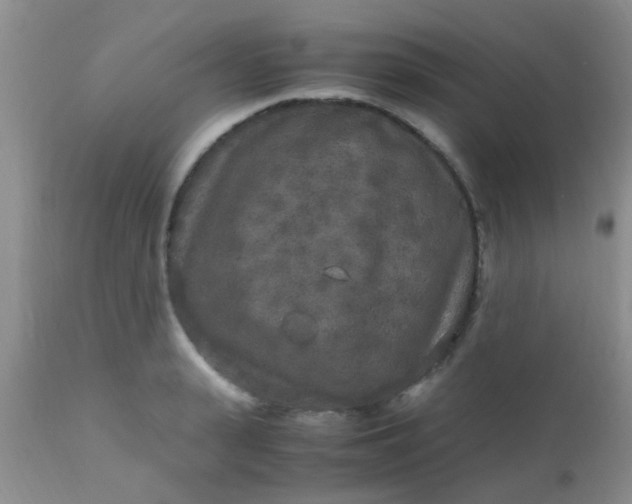 X0000110950943200907022154