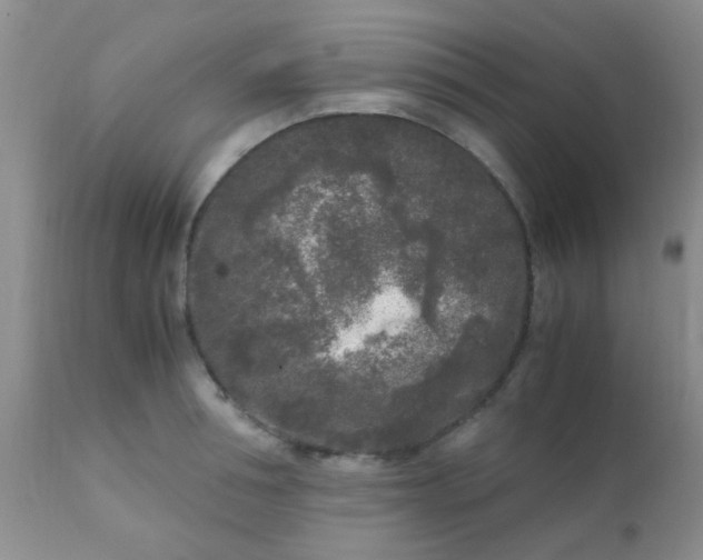 X0000110950994200907022152