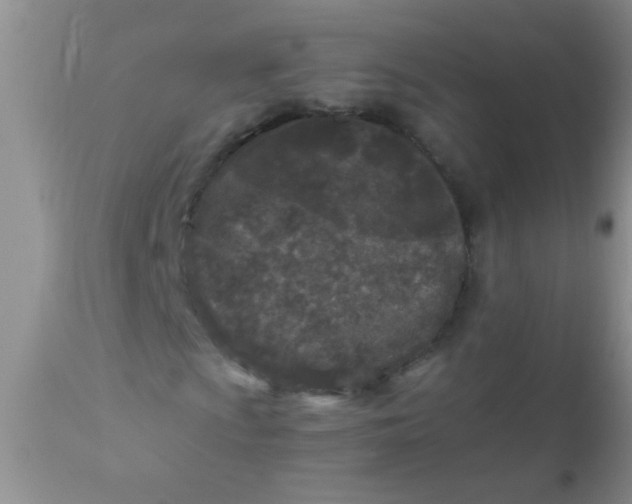 X0000110951009200907022152