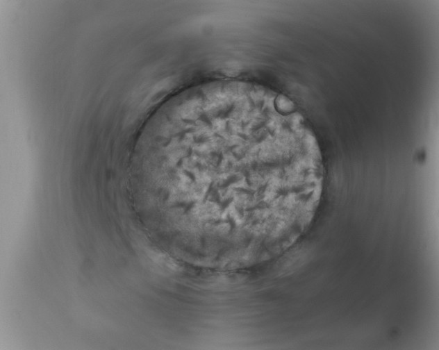 X0000110951105200907022150