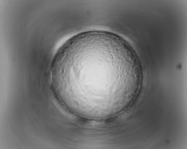 X0000110951271200907022148