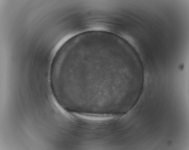 X0000110951331200907022147