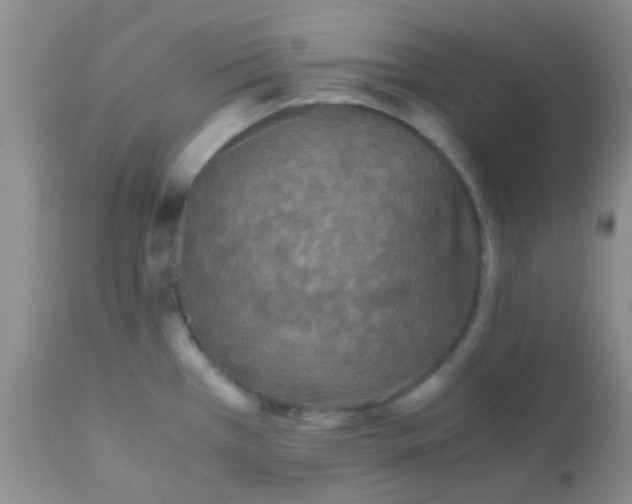 X0000110951385200907022146