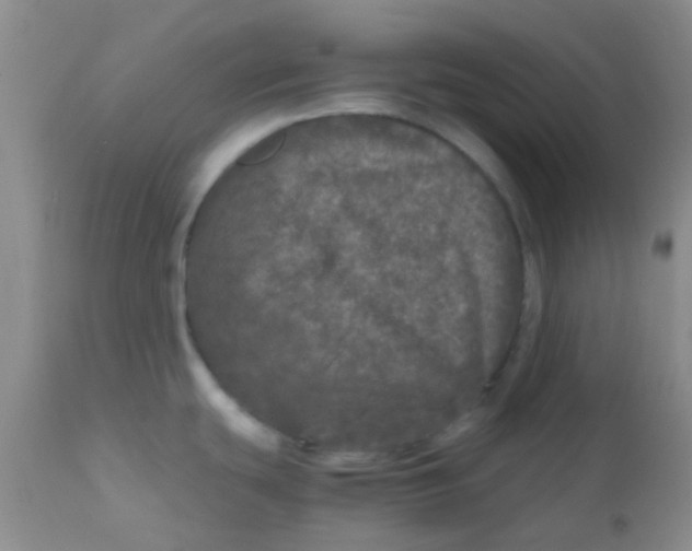 X0000110951439200907022146