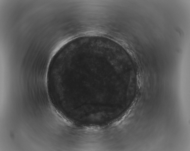 X0000110950196200907101314