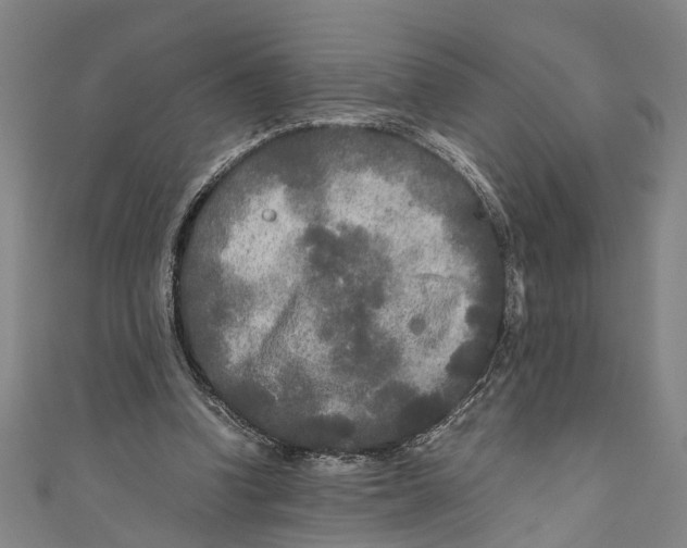 X0000110950346200907101312