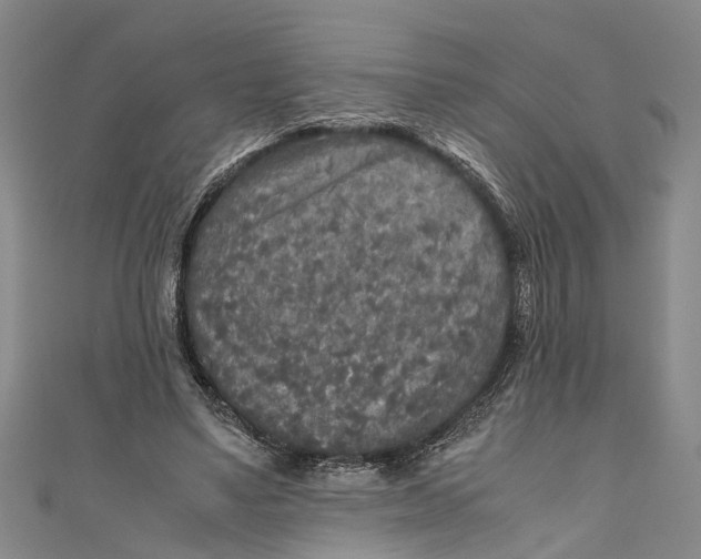 X0000110950491200907101310