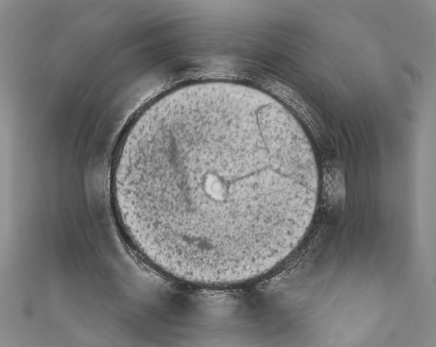 X0000110950534200907101309