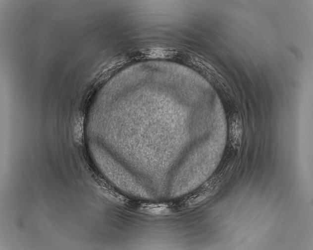 X0000110950554200907101309