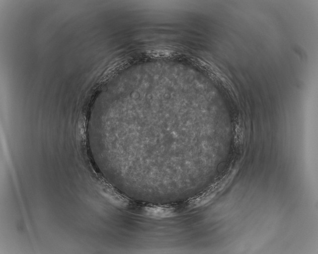 X0000110950561200907101309