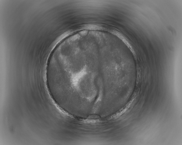 X0000110950853200907101306