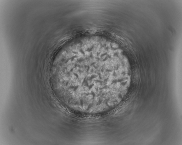 X0000110951105200907101301