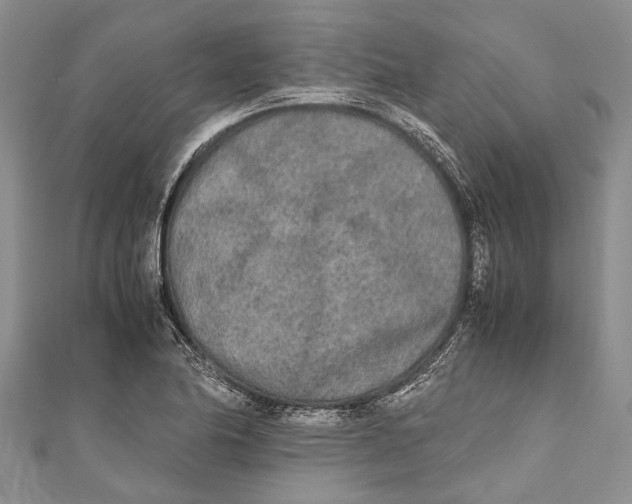 X0000110951174200907101301