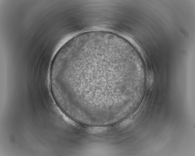 X0000110951294200907101259