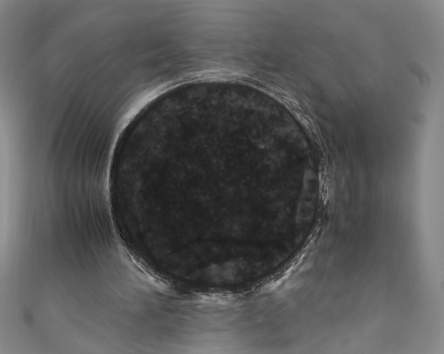 X0000110950196200907171636
