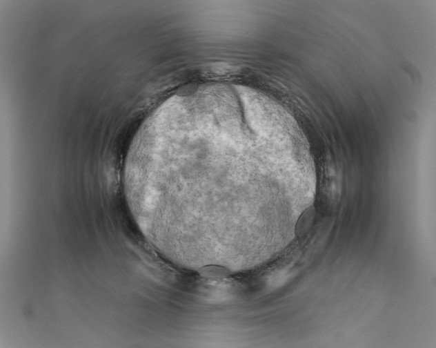 X0000110950324200907171634