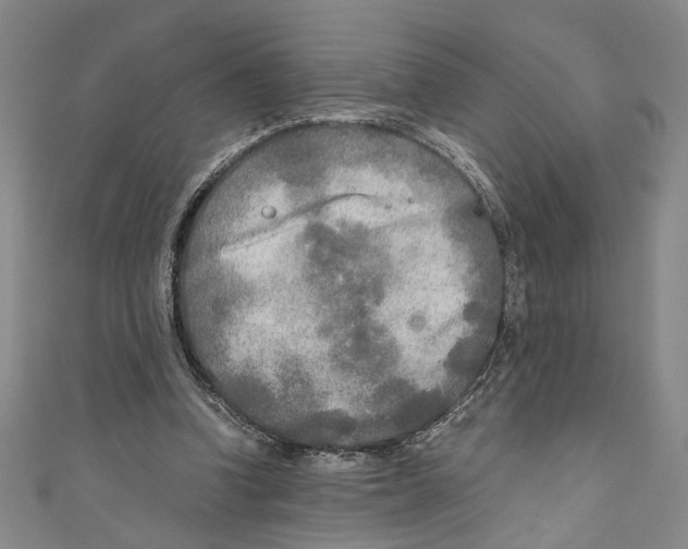 X0000110950346200907171633