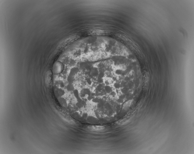 X0000110950361200907171633