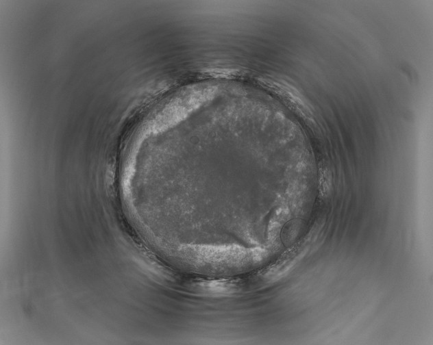 X0000110950365200907171633