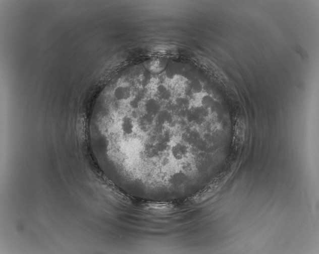 X0000110950659200907171629