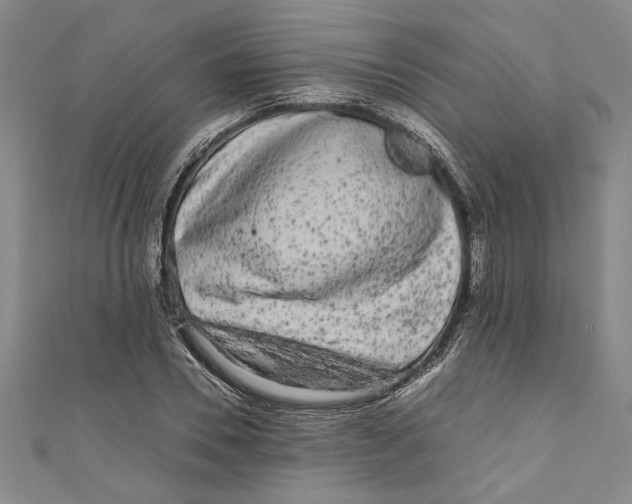 X0000110950930200907171625