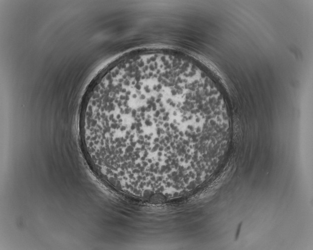 X0000110950935200907171625
