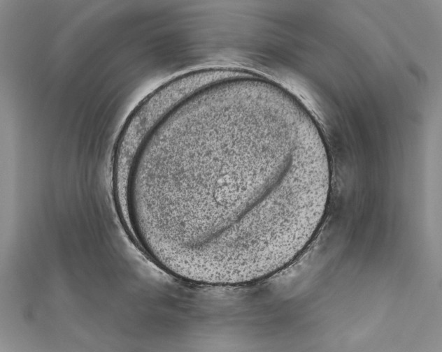 X0000110950950200907171625