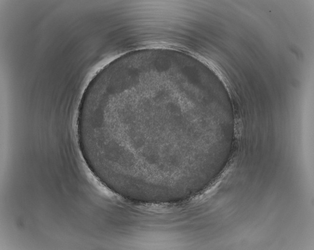 X0000110950995200907171625