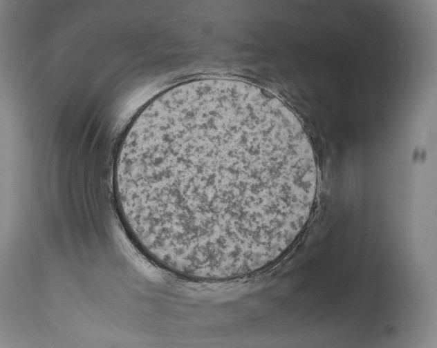 X0000110950005200907311053