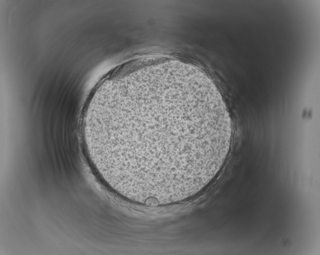 X0000110950006200907311053