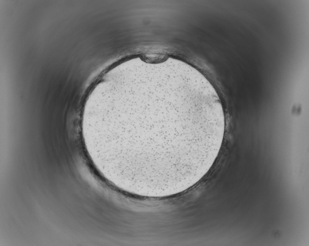 X0000110950012200907311053