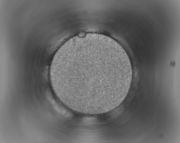 X0000110950066200907311052
