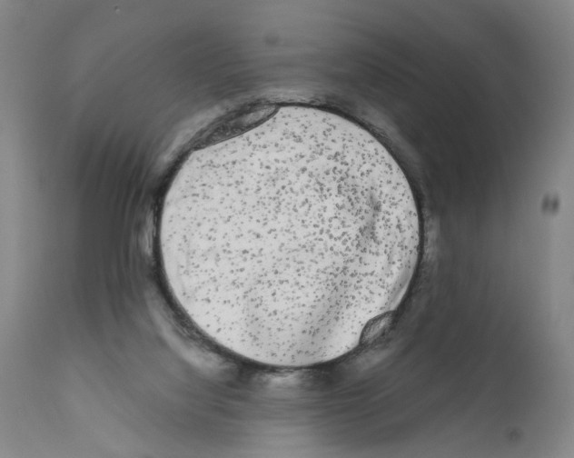 X0000110950068200907311052