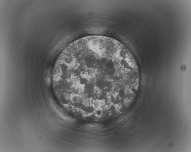 X0000110950069200907311052