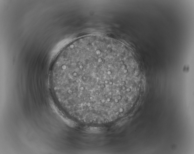 X0000110950149200907311050