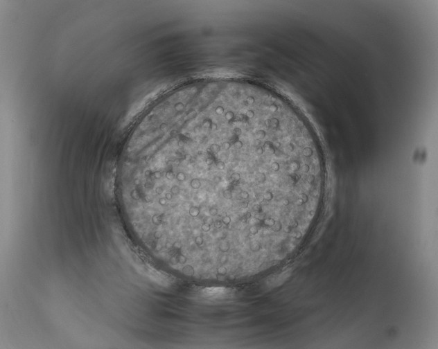 X0000110950153200907311050