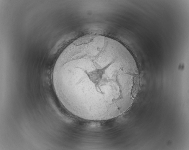 X0000110950162200907311050