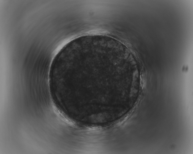 X0000110950196200907311050