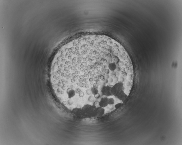 X0000110950354200907311047