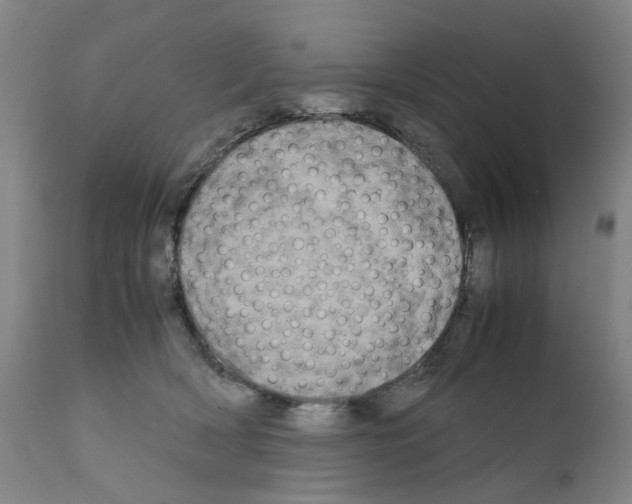 X0000110950418200907311046
