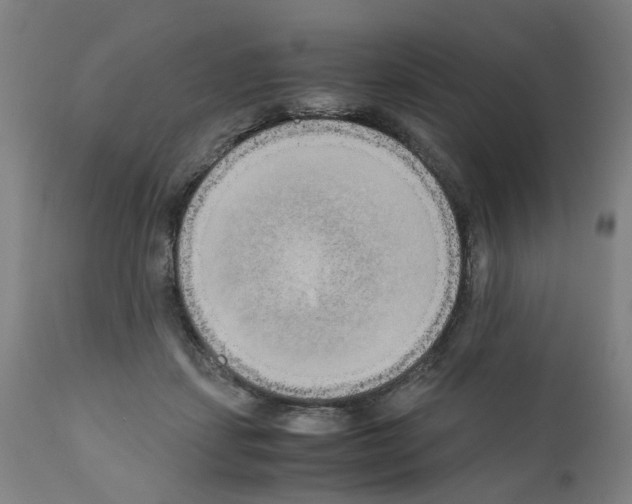 X0000110950459200907311046
