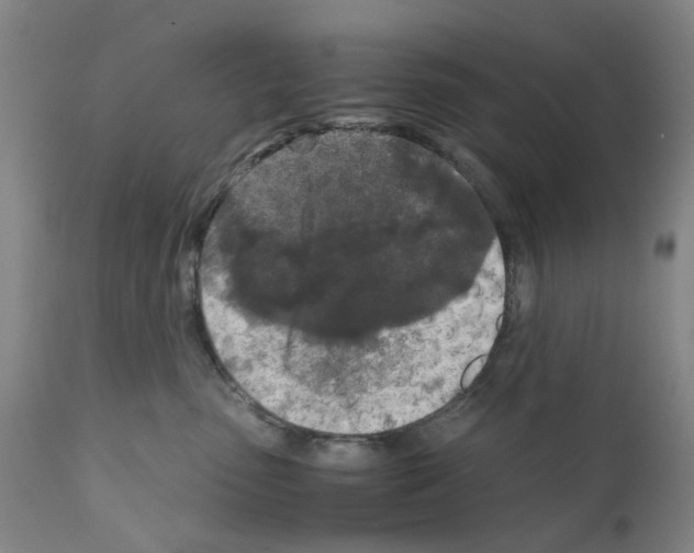 X0000110950475200907311046