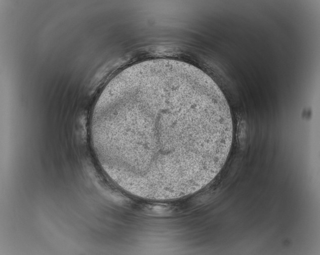 X0000110950506200907311045