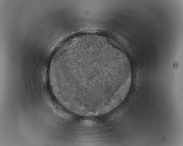 X0000110950596200907311044