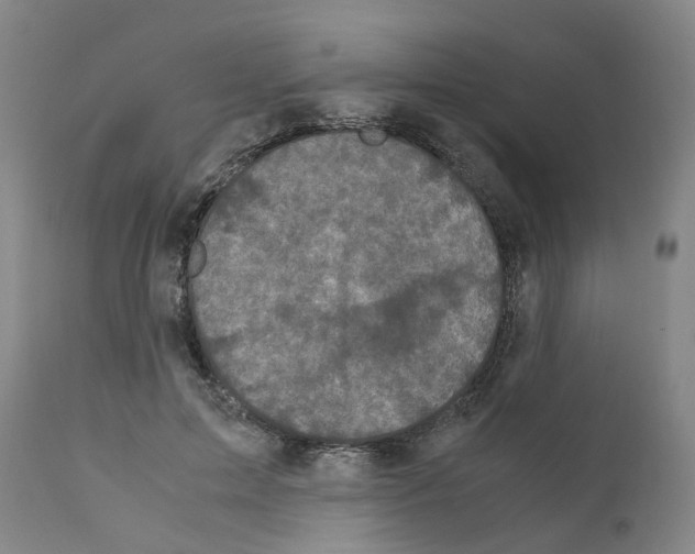 X0000110950599200907311043