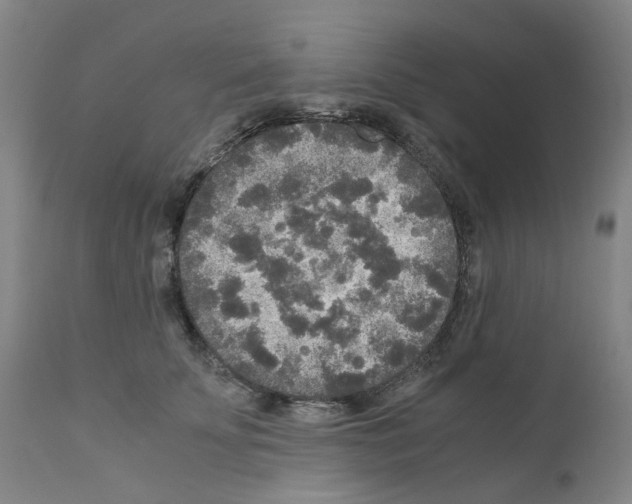 X0000110950707200907311042