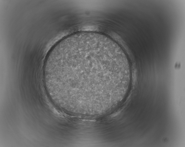 X0000110950721200907311041